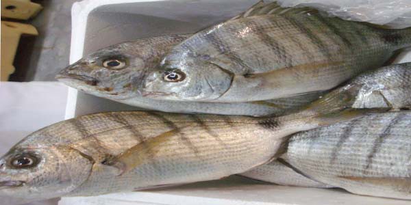 White bream