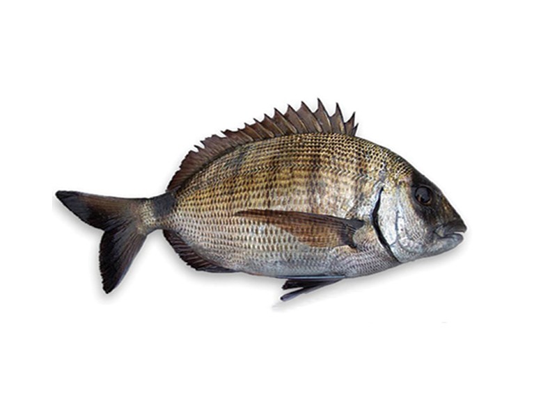 White bream