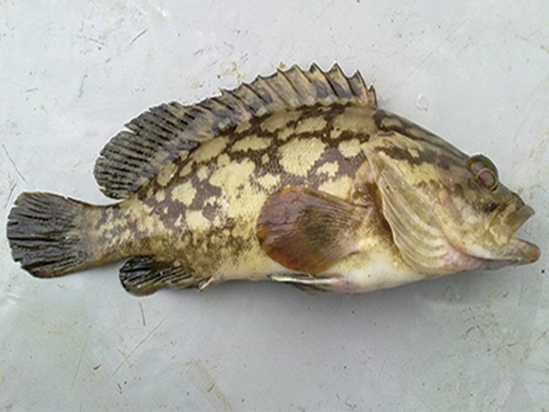 White grouper