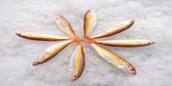 Striped red mullet