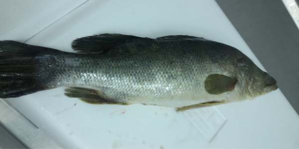 Nile perch