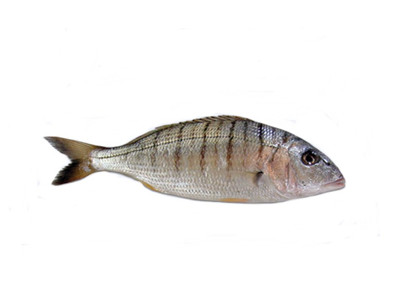 Striped sea bream