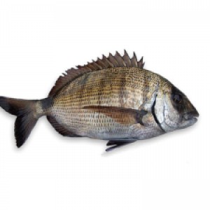 White bream