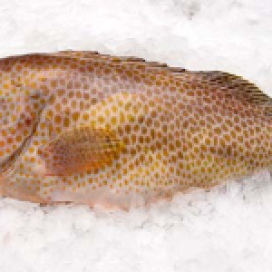 Spotted grouper