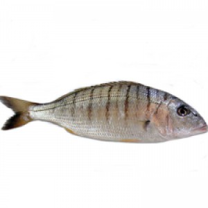 Striped sea bream