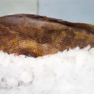 Golden Groupers